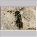 Crossocerus wesmaeli - Grabwespe 07a 7mm mit Fliege.jpg